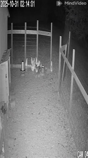 See what I saw | Oja Moja