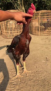 Line 💪💪 | Java Aseel