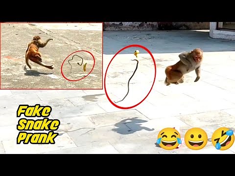Fake Snake Monkey Prank | Monkey vs Banana Funny Prank | Monkey Funny Video #Pranksbitoo