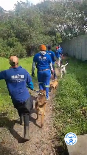 10K views · 348 reactions | The DARG Team out in style — paws, beats & good vibes!  | DARG | Facebook