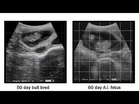 ReproScan Ultrasound Training - Separating A.I. Pregnancies from Bull Breds