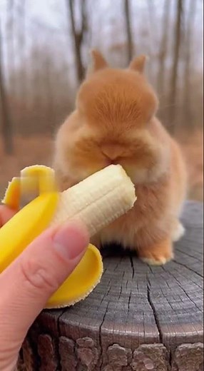 This Rabbit Eating a Banana Is the Cutest Thing You’ll See Today