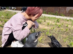 いろんな鳴き声でお返事するカラス