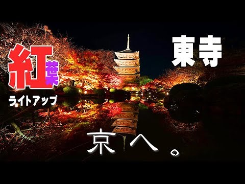 【東寺の紅葉（京都駅周辺）】美しい紅葉のライトアップ。池に映える五重塔は圧巻