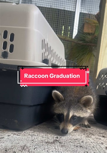 Come with us for the first graduation in our new raccoon enclosure! Thank you so much to Impact 100 Pensacola for funding this new enclosure and more at our sanctuary! #wildliferehab #wildliferescue #raccoon