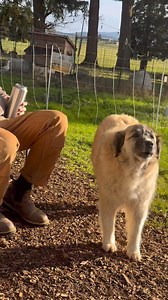 Muppet and his mom, Cinder howling at the siren! 🚨 They also howl at the coyotes every night and have in-depth conversations howling back and forth! Muppet lets them know they can’t eat his goats. ✋ These two are our goat guardians. They are working dogs that stay outside and never come in the house. They much prefer guarding their goats. 🐾❤️ | No Regrets Farm Sanctuary