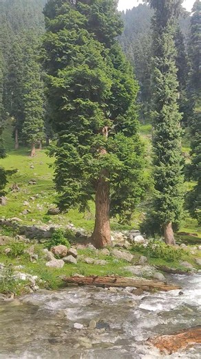 Mountain Therapy 🌲🍁 || #shorts #trip #travel #jannatkashmir # #explore