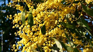 Acacia Flower Mimosa Flower Video 4K