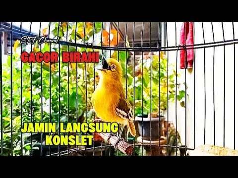 SIRTU KONSLET suara merdu variasi alam liar‪@srfchannel3881‬