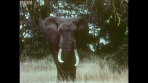 #OnThisDay 1958: The Belgian David Attenborough, Armand Denis and wife Michaela got very close to a wild elephant | BBC Archive