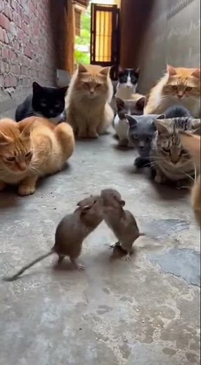 Street Fighter, Animal Edition