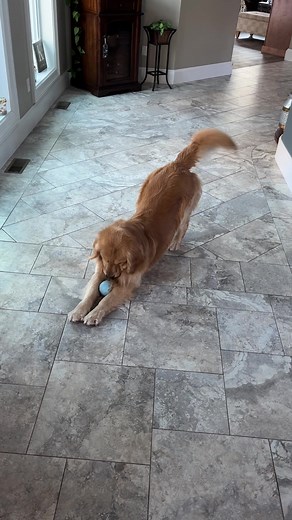 Golden Retriever's Playful Morning Activities