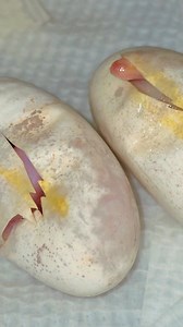 3.6K views · 89 reactions | Welcoming a few more little ones blound albino spotted python's and 100% hets  @topfans | Adam's family reptile den | Facebook