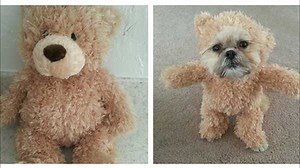 Munchkin the Shih Tzu walks around dressed as teddy bear, internet melts