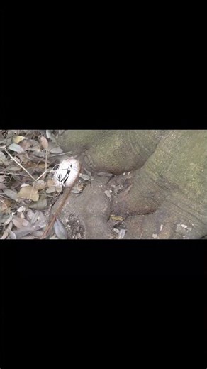 オオクワガタが居そうな雰囲気なんだが 本篇でいろいろ投稿しています