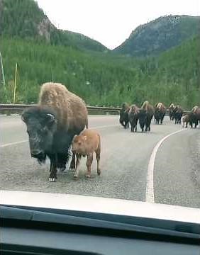 American bison with her babies in yellowstone #yellowstone #bison #babies