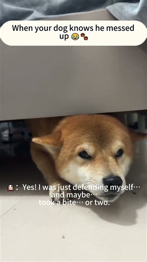 When your dog knows he messed up 😂🐾