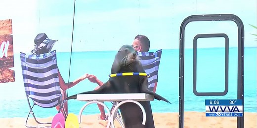 The Sea Lion Splash returns with even more silliness at the State Fair of West Virginia