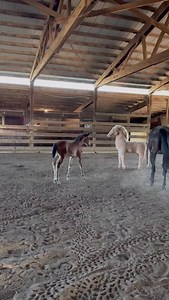 Sometimes we just have to have a little fun! Some of our equine therapy toys, and stuffed animals make for fun moments with the horses! Here Clover is seeing a big stuffed horse and bigger than he is for the first time in his life! He was pretty brave and after a little while, started jumping on it and knocking it over. It was fun to watch. #horse #horses #equine #equinesofinstagram #foal #colt #colts #filly #babyhorse #pony #unicorn #unicorns #unicornio #mylittlepony #horsegirl #horselife #pony