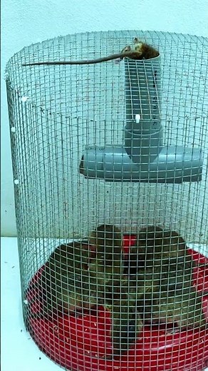 Creative mouse trap idea using household items #mousetrap #diy #rat 9