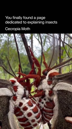 Explaining Insects 🦋 on Instagram: "The Cecropia moth is the largest native moth in North America, known for its striking beauty and impressive wingspan, which can reach up to 7 inches (18 cm). Its wings are deep brown with bold red and white bands and crescent-shaped spots, giving it a dramatic and almost regal appearance. Despite its large size, the Cecropia moth does not eat as an adult — it has no functional mouthparts. Its only purpose after emerging from the cocoon is to mate and lay eggs