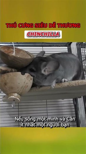 Chinchilla – Sinh vật đáng yêu có bộ lông mềm nhất thế giới! #shorts