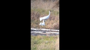 2.7K views · 279 reactions | From the field ~ Whooping Crane chicks!...