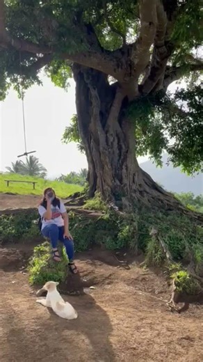 Century Tree| Antipolo Baao, Camarines Sur Philippines #nature Sat 27May2023