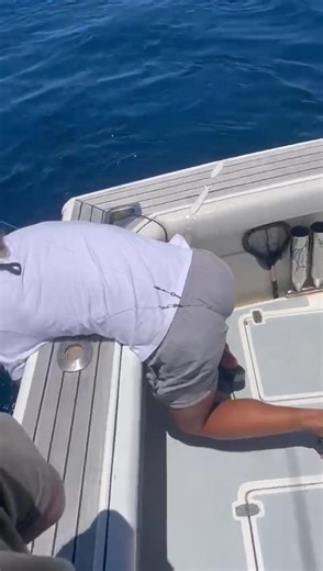 28K views · 408 reactions | MARLIN VIDEO 2. Saturday - Black Rat crew show us how a tag and release is done. Broken Bay offshore: | Downrigger Shop | Facebook