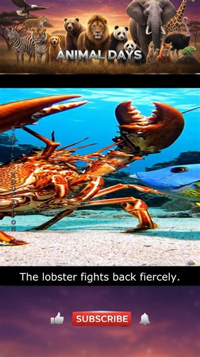 Lobster vs Triggerfish: The Ultimate Shell-Cracking Showdown #Animals #Wildlife #Nature