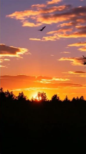 Beautiful Sunset in Nature | Relaxing Evening View