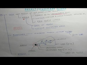 Mammary gland - 3, Chart | TCML