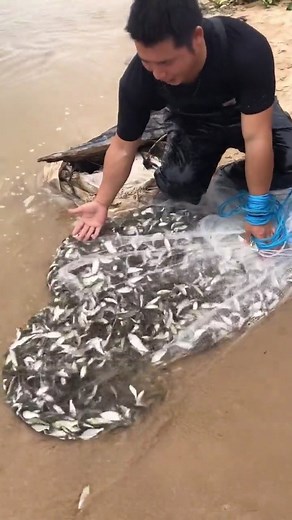 18K views · 419 reactions | Catching Fish Using Cast Net Fishing / Net Catch Fishing #Reels #fishing #skill #castnetfishing | Daily Discovery | Facebook