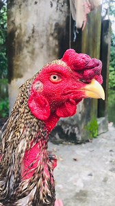 My old line java breed #aseellovers #asia #Aseel #Bangladesh #java #foryou #highlightseveryone | Java Aseel