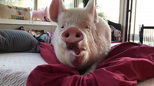 Good morning beautiful. | Esther the Wonder Pig
