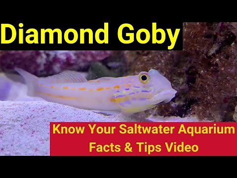 Diamond Goby (Valenciennea puellaris). Know Your Saltwater Aquarium: Facts & Tips
