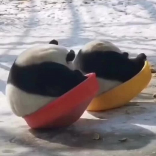 Copy #panda #panda🐼 #cute #pandas #funny #funnyvideos
