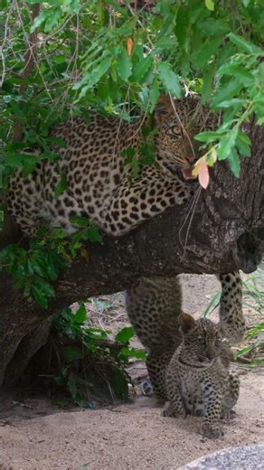 Mother Leopard with Cubs!