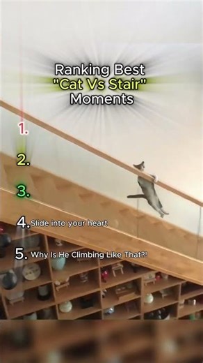 Ranking Cat moments. These Cats Definitely Need a Software Update! 😂🐈