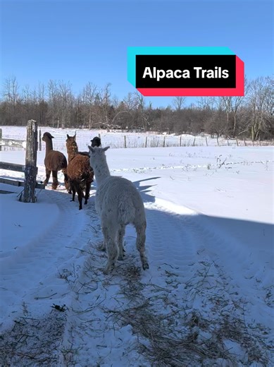 The alpacas ae never hard to find, just follow the trails and you will eventually run into them #alpaca #homestead #farm #outdoors #winter