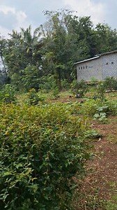 63K views · 625 reactions | TERJUAL❌️ TURUN HARGA kebun alpukat SHM...