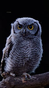 Western Screech Owl juvenile 💙 . . . Original photo by me, AI adds the magic! ✨🖼️ #thypygmyowltour #westernscreechowl #nature #wildlife #photography #AI #METAAI #fblifestyle #october | Thy Pygmy Owl Tour
