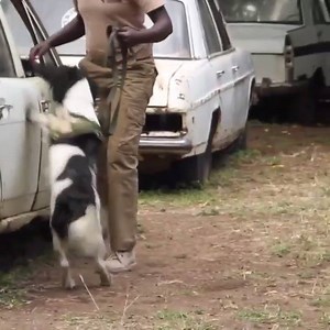 10K views · 994 reactions | AWF trained sniffer dogs and their handlers monitor major ports in Uganda, Tanzania, and Kenya for wildlife contraband like ivory and rhino horn. | African Wildlife Foundation | Facebook