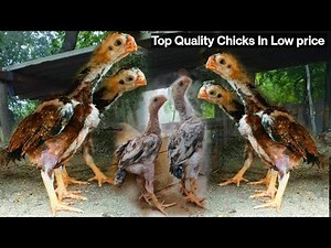 Chicks Collection - 036