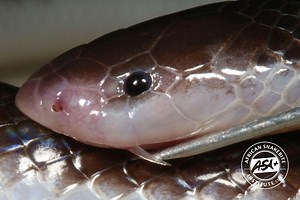 Bibron’s Stiletto Snake - ASI