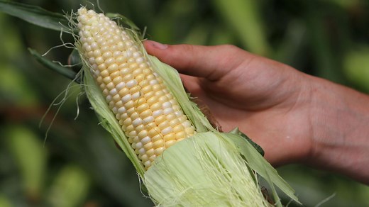 Several central Iowa stands will have sweet corn for the Fourth of July weekend. Here's where to look.