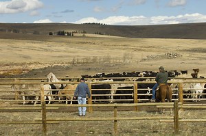 New Wyoming Law Lets Local Ranchers Sell Cuts of Meat Directly to Consumers