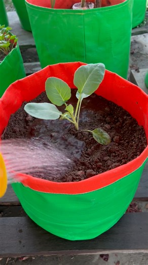 Cabbage grow tips using compost mix soil #gardening #cabbage #rooftopgarden #garden