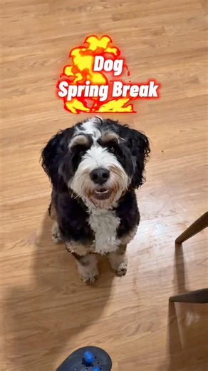 Daycare Games – Third participant and winner of the Spring Break night tournament: 🐶Beau 🐾 #dog