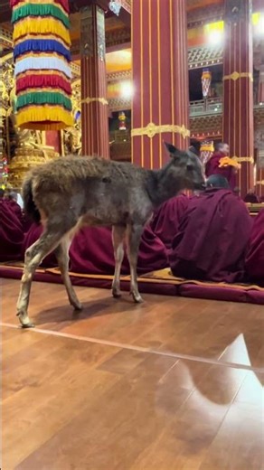 A gentle visitor, a Sambar deer, gracefully wanders among the monks as they chant.